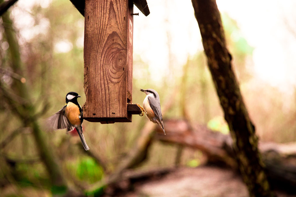 birds-in-campsite-feeder